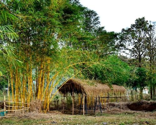 Bamboo world kuruva in Kattikkulam