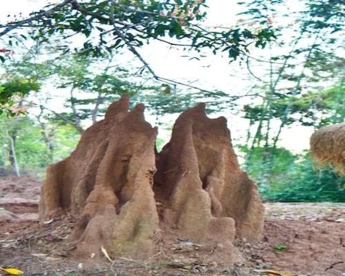 Bamboo world kuruva in Kattikkulam
