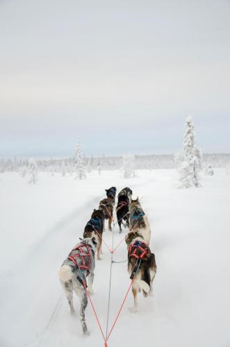 Abisko Mountain Lodge - image 13