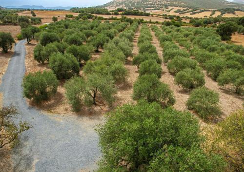  L´oliveto in Nuxis