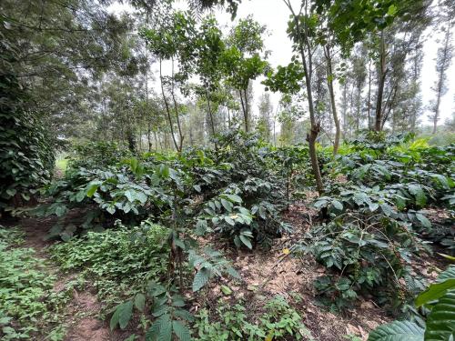 Surrounding environment, S R Retreat in Chikkavaddarakere