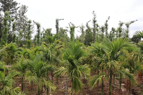 Surrounding environment, S R Retreat in Chikkavaddarakere