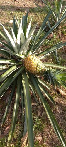 Finca Agroturistica Villaverde in Fort Sherman