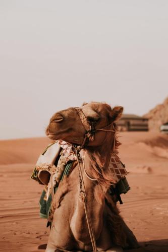 Wadi Rum Galaxy Camp - image 4