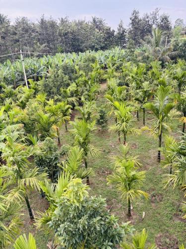 Surrounding environment, COORG SUNRISE COTTAGES in Coorg