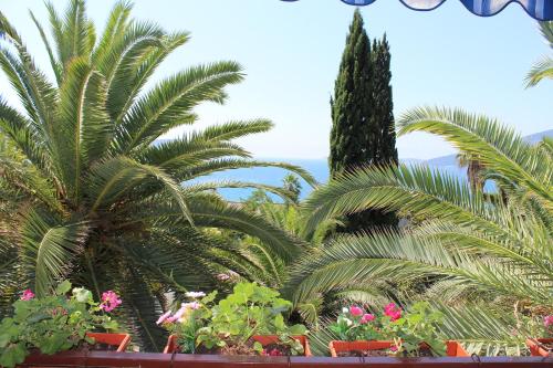 Guest House Goca - image 2