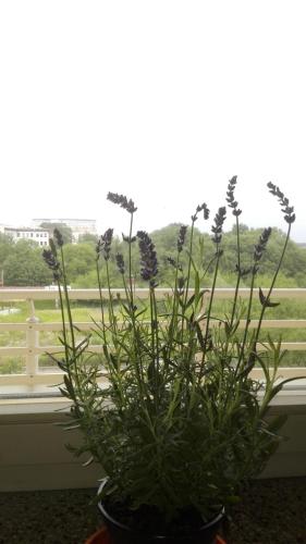 GreenApartament, Cracovie (photo 4)
