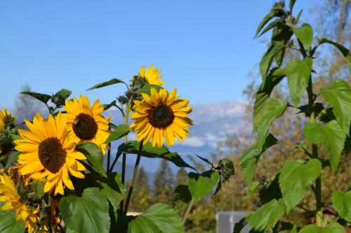 Albergo Aurora - image 12
