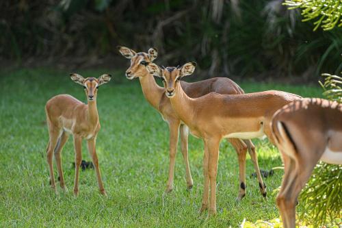 Taman, San Lameer Villa 14216 - 4 Bedroom Deluxe - 8 pax - San Lameer Rental Agency in Southbroom