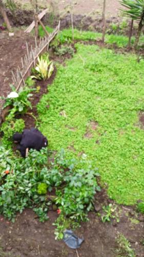 สภาพแวดล้อมโดยรอบ, A Soi Farm in นากูรู่