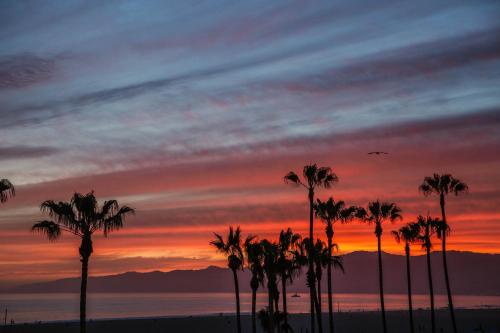 STAY OPEN Venice Beach, Los Angeles (foto 3)