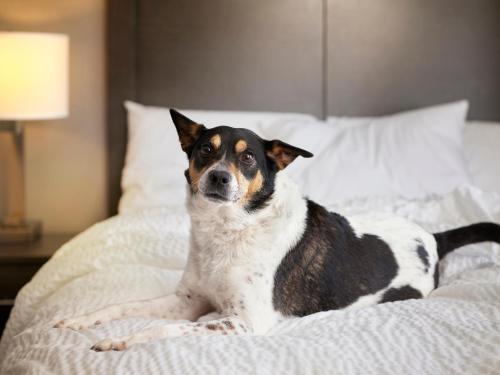Comfortable mattresses