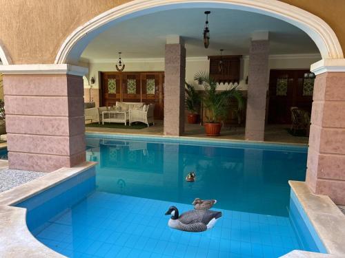 Resort, Il Cairo (foto 8)