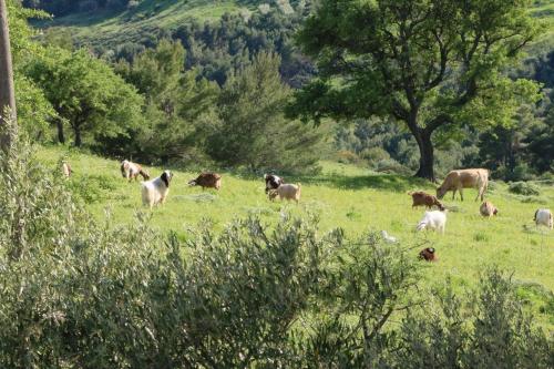 B&B Il Vigneto