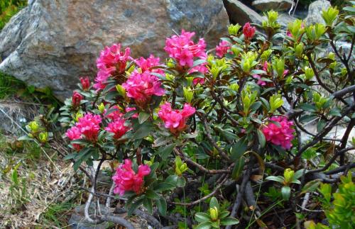 Ferienwohnung Neuhuber-Rosifka in Bad Goisern