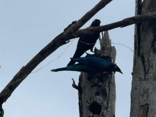 Kasapa Centre Eco Resort in Nyanyanu