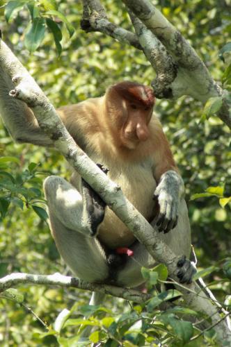 Orangutan Borneo Tour Tanjung Puting in Kumai Hulu