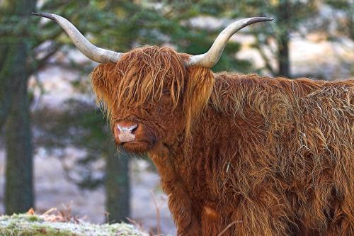 Riverside Cottage B&B in Renfrew