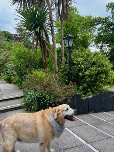 The Grove Lodge Guesthouse - image 14