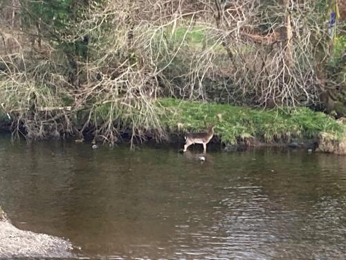 Riverside Cottage gîte à louer Minnigaff