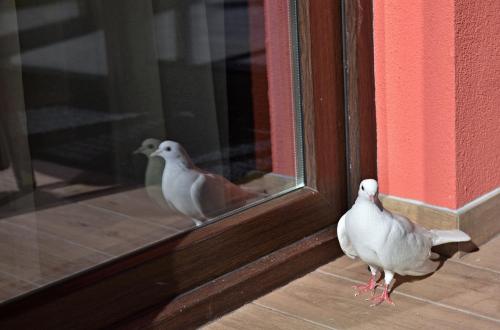 Guest House Colori - image 4