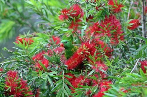 Bottlebrush B & B