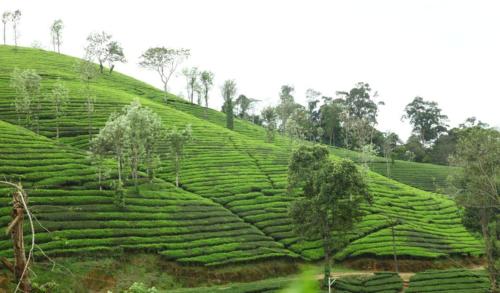 valparai home STAY LLHS