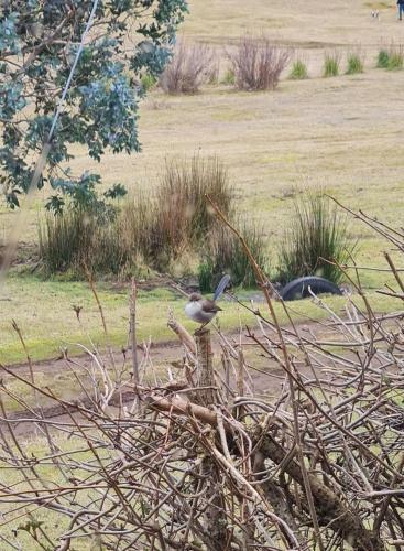 The Farm in ทาร์ราเลียห์