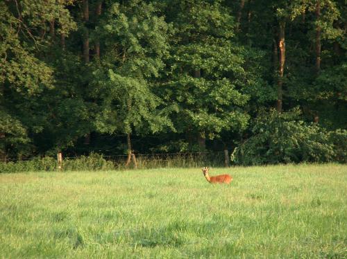 Landhotel Ridder - image 9