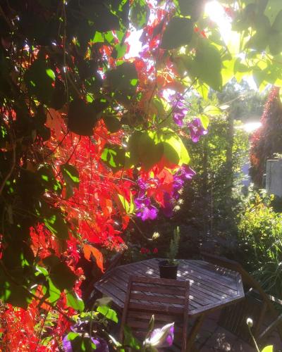 Dārzs, Splatthayes B&B in Buckerell