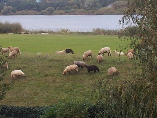 Elbe-Ferien 2 in Tespe, Deutschland