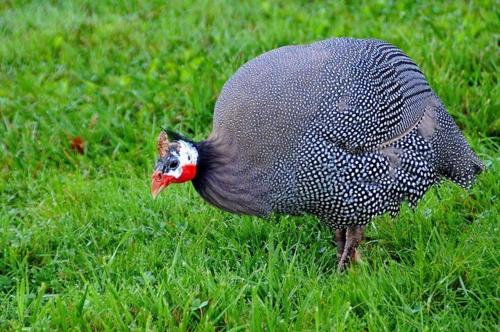 Faciliteter, 2 Bed in Whitwell oc-o33499 in Chale