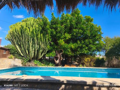 Oasis, Calpe (Foto 6)