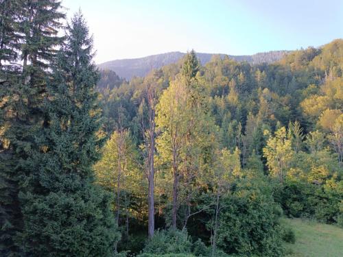 Studio Korra in Kranjska Gora