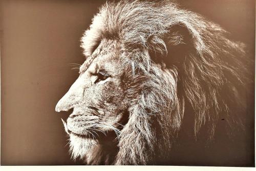 Lion - Centre-ville - MA CONCIERGERIE in Vesoul