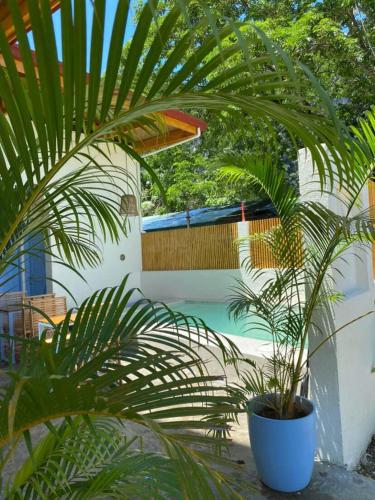 Piscina, Blau Hostel in Palawan