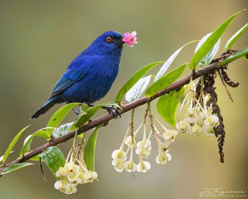 Attractions, Mashpi Amagusa Lodge in San Miguel de Los Bancos