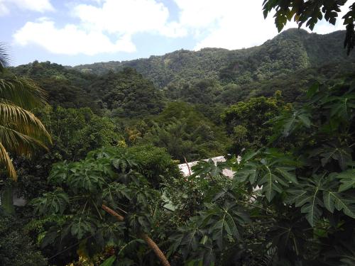 Anthurium Apartment Anthurium Apartment