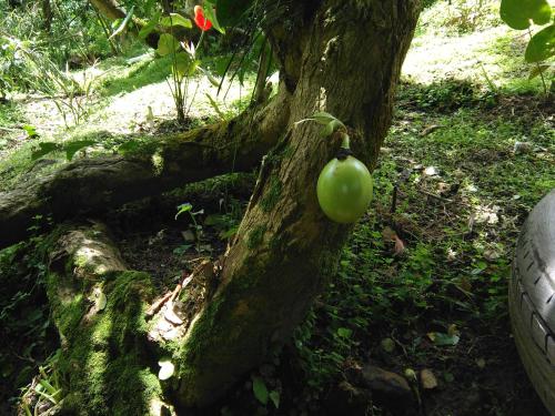 Anthurium Apartment Anthurium Apartment