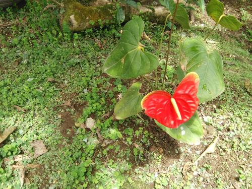 Anthurium Apartment Anthurium Apartment