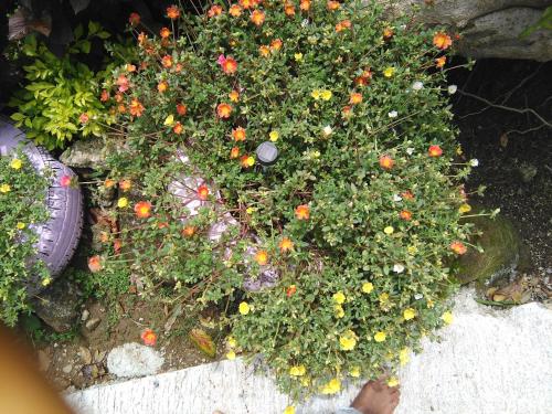 Anthurium Apartment Anthurium Apartment