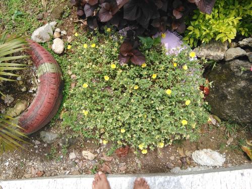 Anthurium Apartment Anthurium Apartment