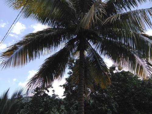 Anthurium Apartment Anthurium Apartment