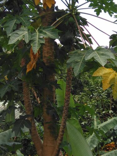 Anthurium Apartment Anthurium Apartment