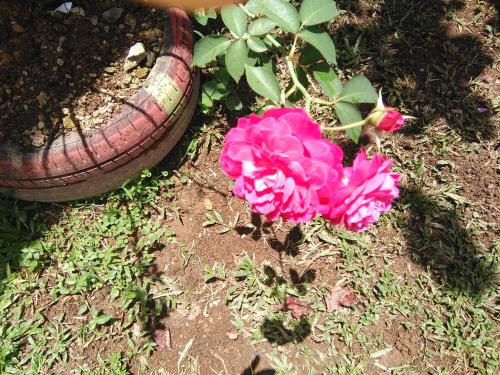 Anthurium Apartment Anthurium Apartment