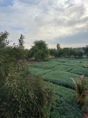 Al Saada Farm Stay in Al Masnaah