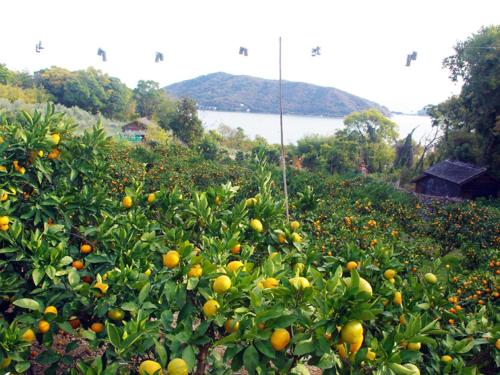 olive no sato vingh four eyes shodoshima - Vacation STAY 38568v