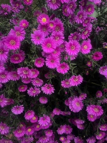 Bloom as you are - Tap to explore photos
