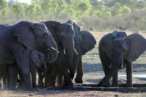 Gwango Elephant Lodge