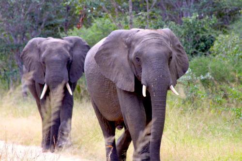 Gwango Elephant Lodge